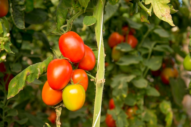 Bando de tomates orgânicos maduros e verdes em plantação