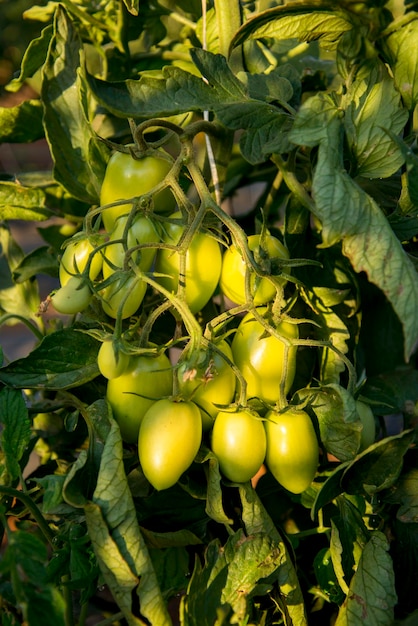 Bando de tomates verdes na plantação