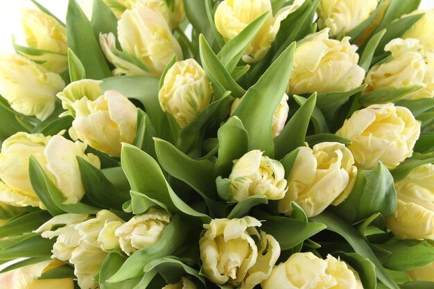 Bando de tulipas brancas