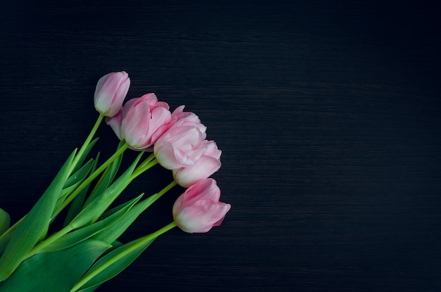 Bando de tulipas rosa primavera