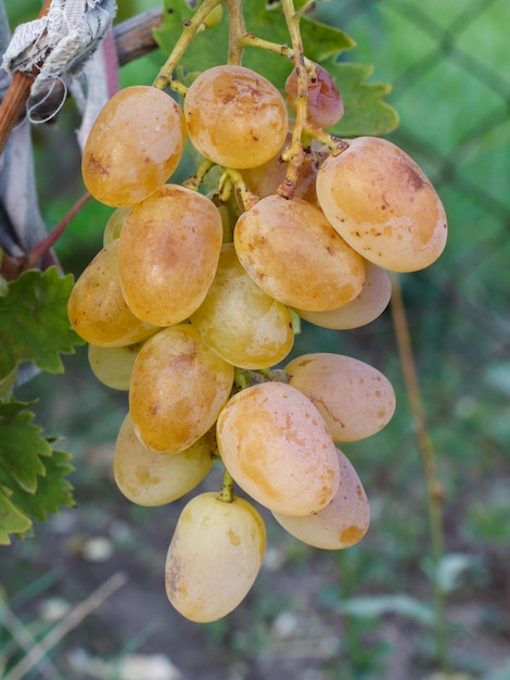 Bando de uvas brancas maduras em um arbusto