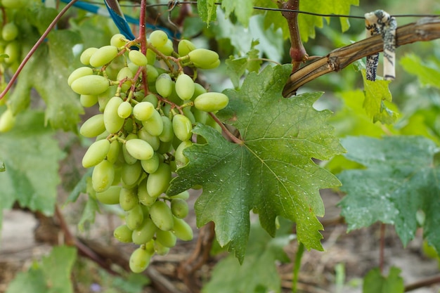 Bando de uvas brancas verdes em um arbusto