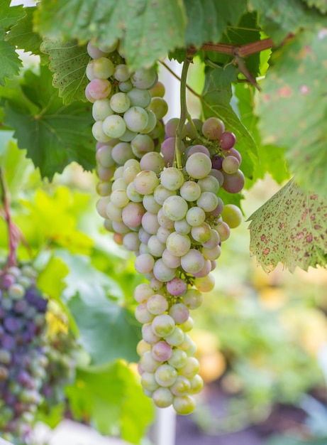 Bando de uvas com folhas de videira verde na cesta na mesa de madeira