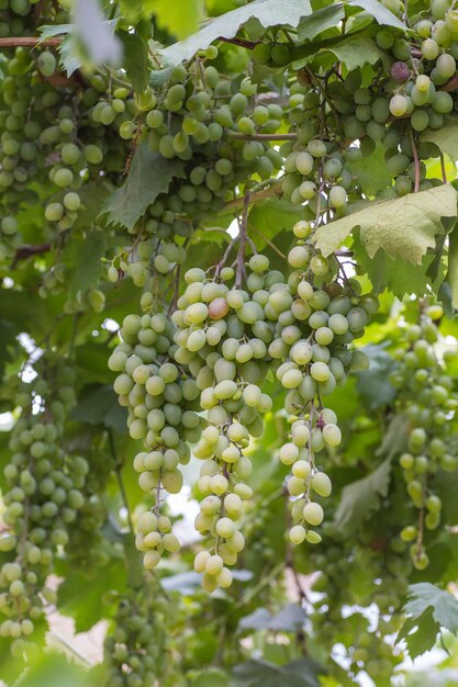 Bando de uvas com folhas de videira verde na cesta na mesa de madeira