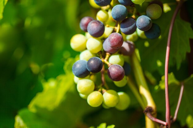 Bando de uvas entre as folhas amadurece na plantação, efeito bokeh.