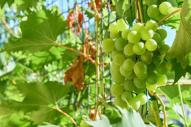 Bando de uvas verdes de amadurecimento no jardim em dia ensolarado