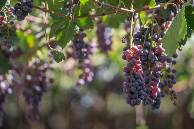 Bando de uvas vermelhas em uma videira com folhas verdes ao redor