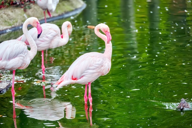 Bando do flamingo rosa na natureza (Phoenicopterus roseus).