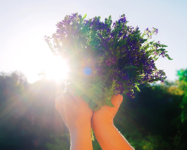 Bando romântico de flores de campo violeta nas mãos da menina.