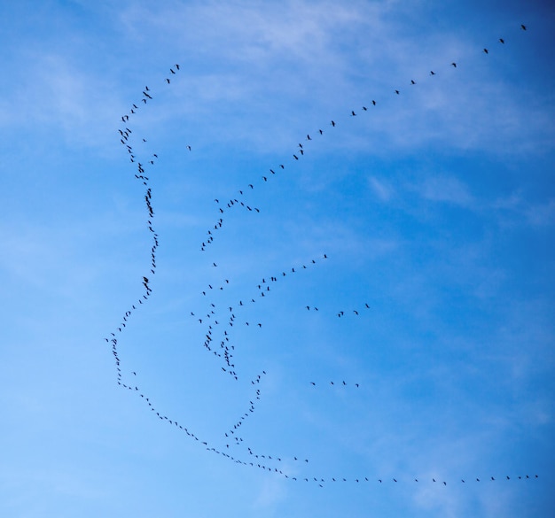 Foto bandos de pássaros a voar contra o céu azul