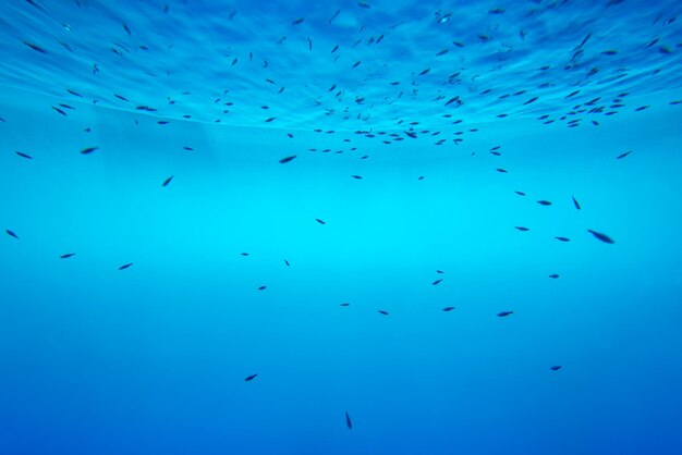 Foto bandos de pássaros no mar