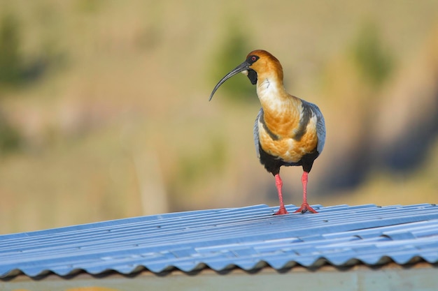 Foto la bandurria austral es una especie de ave pelecaniforme de la familia threskiornithidae.