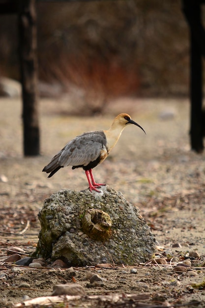 bandurria ou tutachi vão de bariloche com bico de pelicano