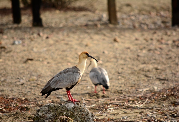 bandurria ou tutachi vista de bariloche com bico de pelicano de pé em uma pedra com floresta no fundo