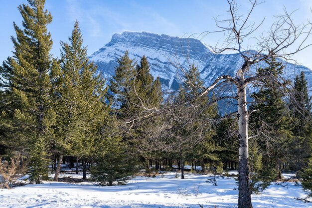 Banff National Park Canadian Rockies schöne Landschaft Schneebedeckter Mount Rundle Tannenwald