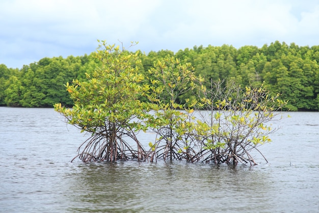 Foto bang kayak es uno de los bosques de manglares más grandes de asia, el parque natural krasaop, koh kong, camboya