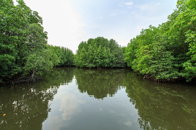 Bang Kayak ist eine der größten Mangrovenwälder in Asien, Krasaop Naturpark, Koh Kong, Kambodscha