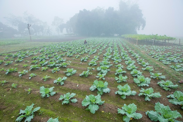 Bangladesch 25. November 2014 Ein kleiner Junge am Wintermorgen während der Arbeit in ihrem Blumenkohl-Gemüsegarten in Ranisankail Thakurgaon Rangpur