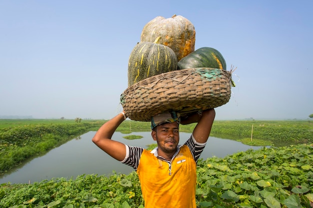 Bangladesh 04 de marzo de 2018, un agricultor lleva una calabaza dulce gigante sobre su cabeza en Munshiganj Dhaka