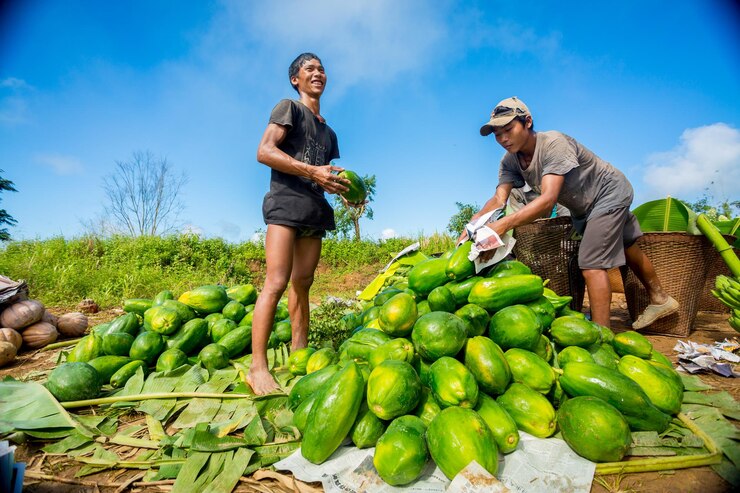 Bangladesh 12 de octubre de 2019 Los trabajadores tribales de las colinas almacenan verduras frescas de los campos y las envasan para enviarlas al mercado en Bandarban Bangladesh