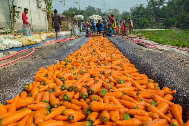 Bangladesh 24 de enero de 2020 Los agricultores usan sus piernas fuertes para limpiar zanahorias frescas después de la cosecha en Savar Dhaka Bangladesh