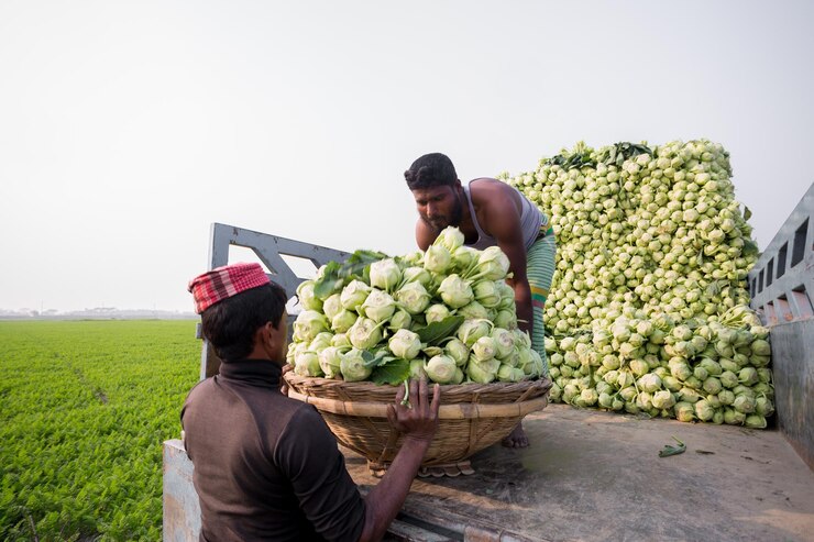 Bangladesh 24 de enero de 2020 Los trabajos están cargando nabos en el camión para exportar en el mercado local en Savar Dhaka Bangladesh