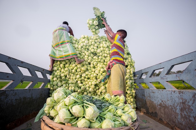 Bangladesh 24 de enero de 2020 Los trabajos están cargando nabos en el camión para exportar en el mercado local en Savar Dhaka Bangladesh