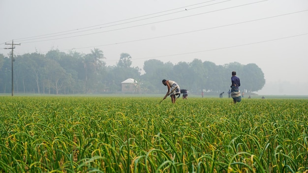 Bangladesh es una vasta tierra agrícola El agricultor está trabajando en el campo de cebolla lejos Contexto verde agrícola de Bangladesh