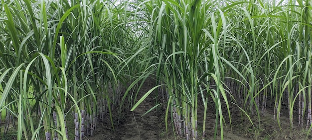 Bangladesh yute tierra tapioca agricultura cultivo yute planta agricultura campos de caña de azúcar fotografía