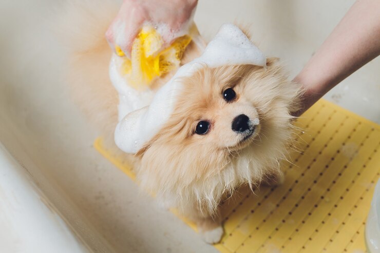 Foto banhando o cachorro no cabeleireiro de cães da pomerânia.