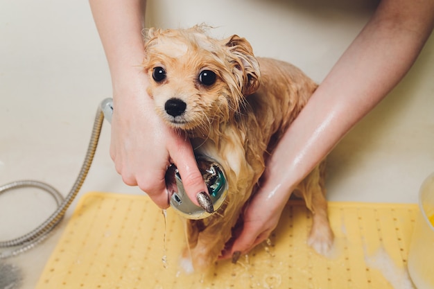 Foto banhando o cachorro no cabeleireiro de cães da pomerânia.