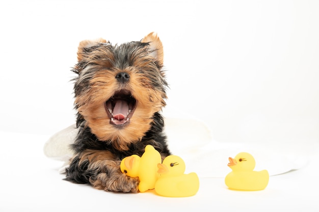 Banhando um cachorrinho. Filhote de cachorro do yorkshire terrier em uma toalha com um pato de borracha. Filhote de cachorro bonito boceja. Dormir. Relaxar