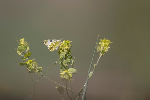 Foto banho branco pontia daplidice malaga espanha