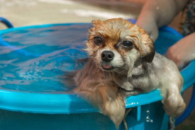 Banho de cachorro em um tanque azul