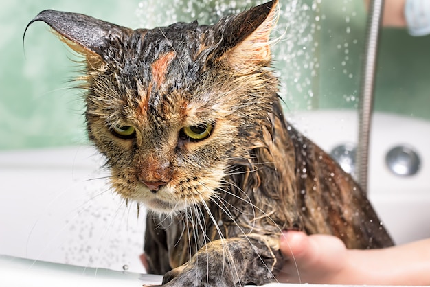 Banho de gato