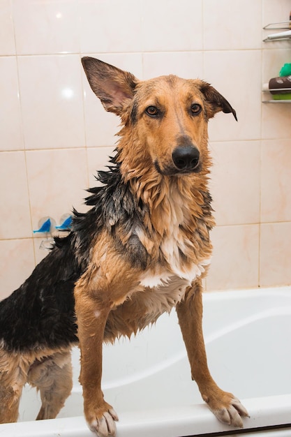 Banho do cão engraçado de raça mista Cão tomando banho de espuma Cão de limpeza