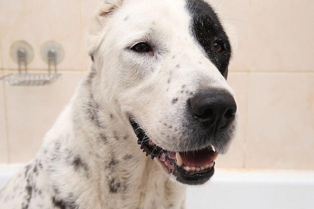 Banho do Cão Pastor da Ásia Central. Cachorro tomando banho de espuma. Cão de cuidados alabai.