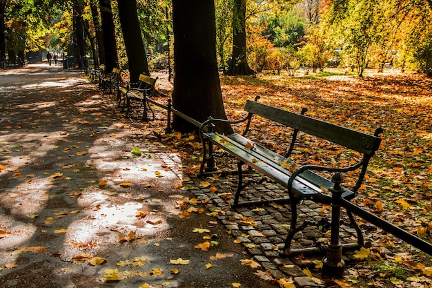 Bank im grünen Park mit Pfad