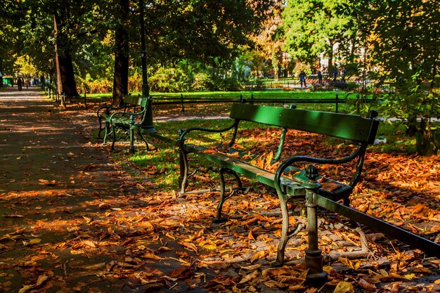 Bank im grünen Park mit Pfad