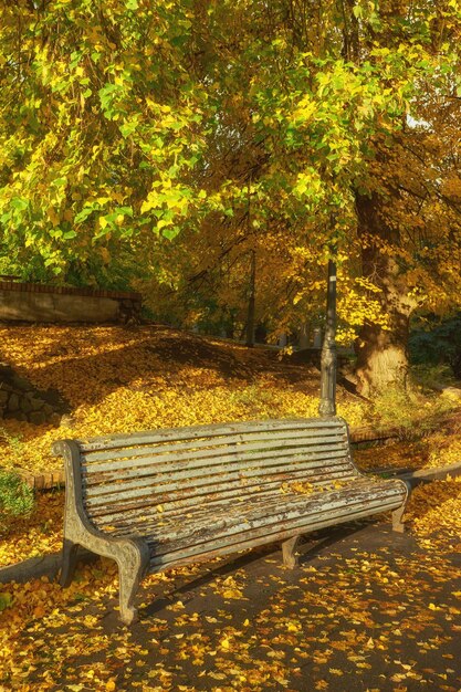 Bank im Herbst mit buntem Laub und Bäumen