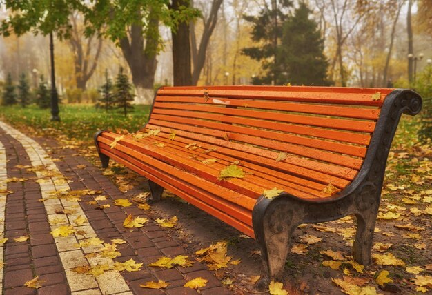 Bank im Herbst mit buntem Laub und Bäumen