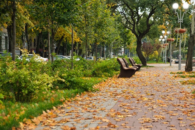 Bank im Herbstpark verlässt auf dem Boden Herbstpark