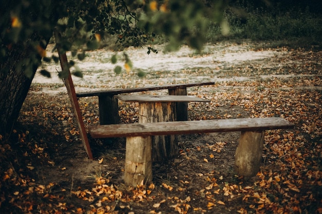 Foto bank im herbstpark