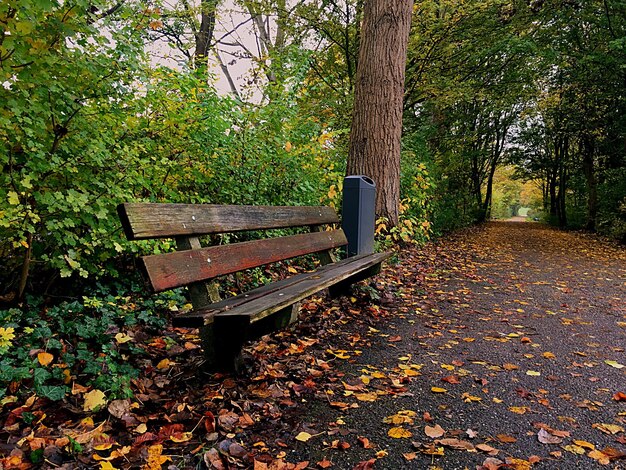 Bank im Park im Herbst