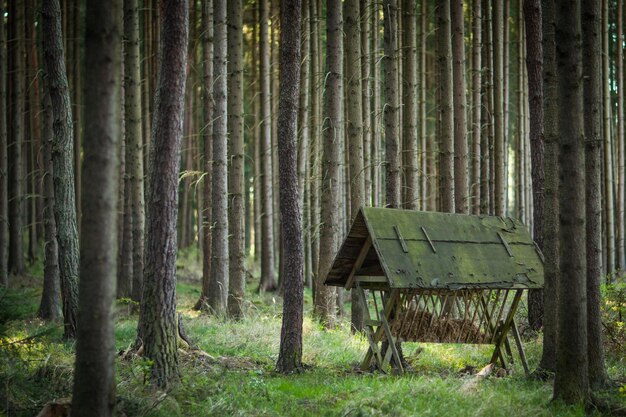 Foto bank im wald