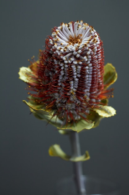 Banksia Blumennahaufnahme