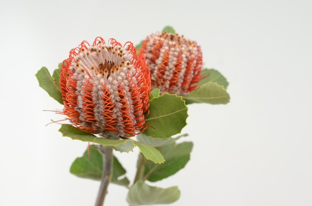 Banksia flor em um fundo branco isolado