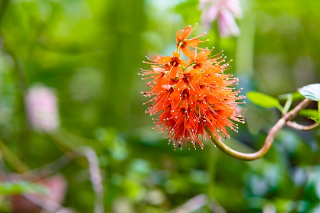 Banksia tropische rote Blume Nahaufnahme exotische Pflanze