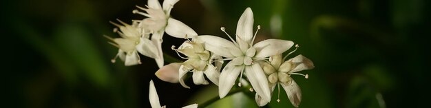 Banner 41 flores blancas y capullos de limón