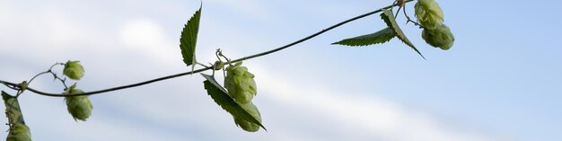 Banner 4x1 deja conos de lúpulo verde en las ramas contra el cielo azul